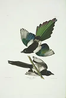 Magpie: Pica pica, common magpie