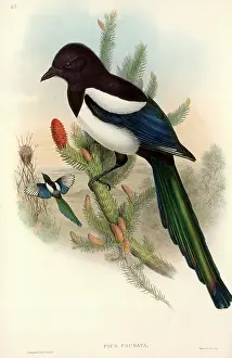 Magpie: Pica pica, common magpie