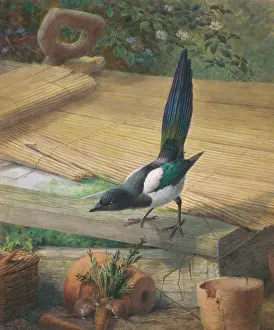 Magpie: Pica pica, common magpie