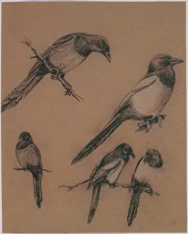 Magpie: Pica pica, common magpie