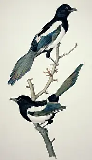 Magpie: Pica pica, common magpie