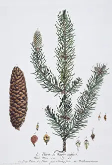 Pinus: Picea abies, European spruce