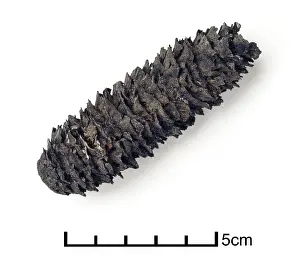 Pinophyta: Picea excelsa, fossilised spruce cone