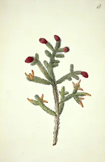 Glauca: Picea glauca (Moench.) Voss. white spruce