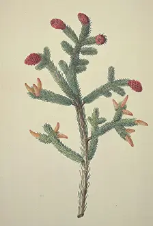 Glauca: Picea glauca, white spruce