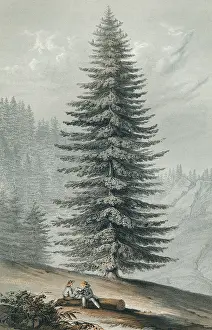 Notably: PICEA GRANDIS
