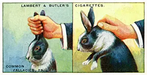 Disputing: HOW TO PICK UP RABBITS