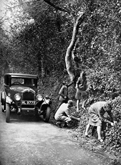 Blackberries: Picking berries by the roadside, 1927