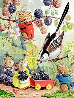 Blackberries: Picking Blackberries