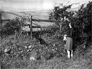 Brambles: PICKING BRAMBLES
