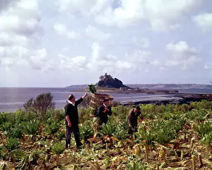 Marazion: Picking broccoli at Marazion, Cornwall