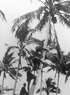 Coconuts: PICKING COCONUTS