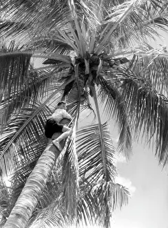 Coconuts: PICKING COCONUTS
