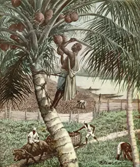 Fibre: PICKING COCONUTS/AFRICA
