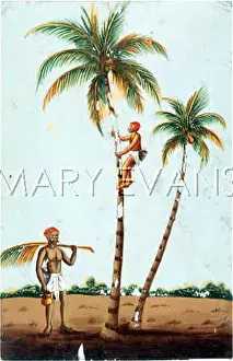 Coconuts: PICKING COCONUTS/INDIA