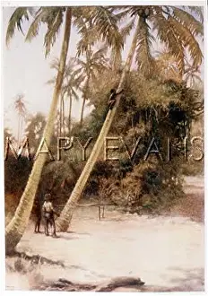 Coconuts: PICKING COCONUTS/SOLOMON