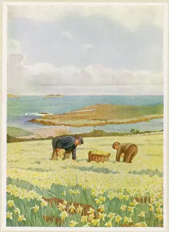Scilly: PICKING DAFFODILS