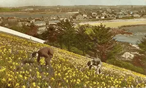 Scilly: Picking Daffodils, Hugh Town, St Mary's, Isles of Scilly