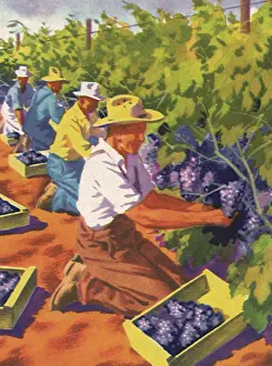 Migrant: Picking Grapes