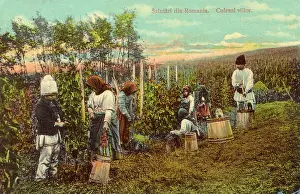 Winemaking: Picking grapes - Romania