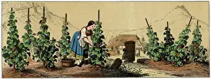 Vineyards: Picking grapes in a vineyard