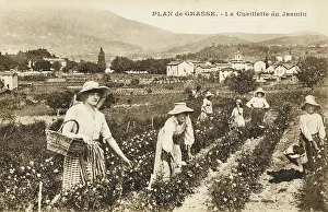 Grasse: Picking Jasmine - Grasse, France