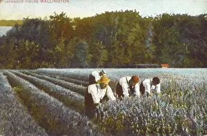Wallington: Picking Lavender - Wallington, Kent