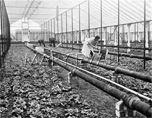 Lettuces: PICKING LETTUCES