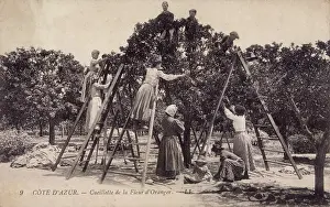 Azur: Picking orange flowers for making perfume