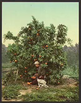 C1902: Picking oranges