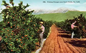 Oranges: Picking Oranges - Orchard near Snow Fields, California, USA