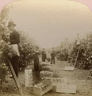 Produce: Picking oranges, Riverside, California, USA
