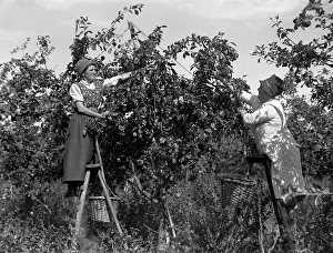 PICKING PLUMS 1930S