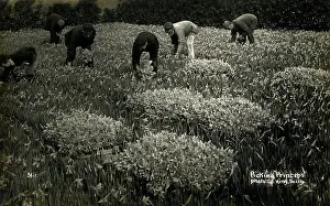 Princeps: Picking Princeps Pseudonarcissus Daffodils on Scilly Isles