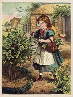 Redcurrants: PICKING REDCURRANTS