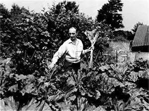 Rhubarb: PICKING RHUBARB