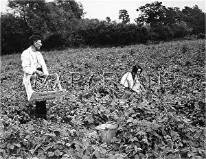 Godstone: PICKING RUNNER BEANS