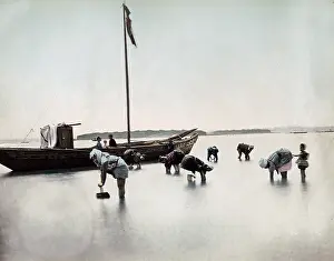 Shellfish: Picking shellfish close to the shore, Japan, circa 1890