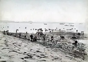 Shellfish: Picking shellfish along the shore, Japan, c.1880's