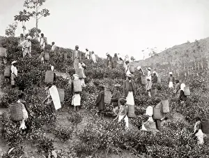 C1880s: Picking tea, Ceylon or India, c1880's