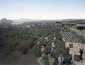 Picking: Picking tea, Japan, circa 1880s