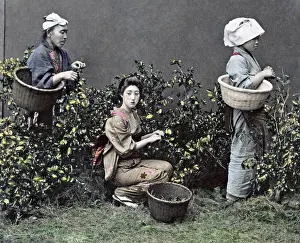 Picking: Picking tea, Japan, circa 1890