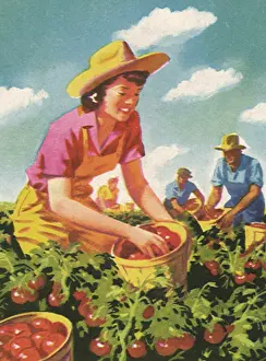 Amidst: Picking Tomatoes