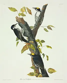 Pecking: Picoides arcticus, black-backed woodpecker