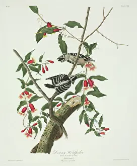Piciformes: Picoides pubescens, downy woodpecker