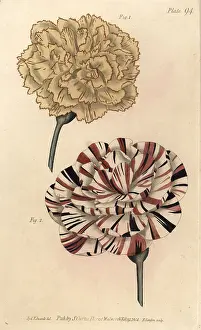 Caryophyllus: Picotee carnation 1 and scarlet bizard carnation