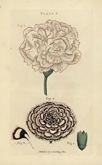 Maddocks: Picotee carnation and double laced Pink carnation