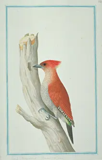 Piciformes: Picus miniaceus, banded woodpecker