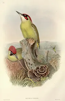 Piciformes: Picus viridis, green woodpecker