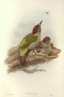 Piciformes: Picus viridis, green woodpecker